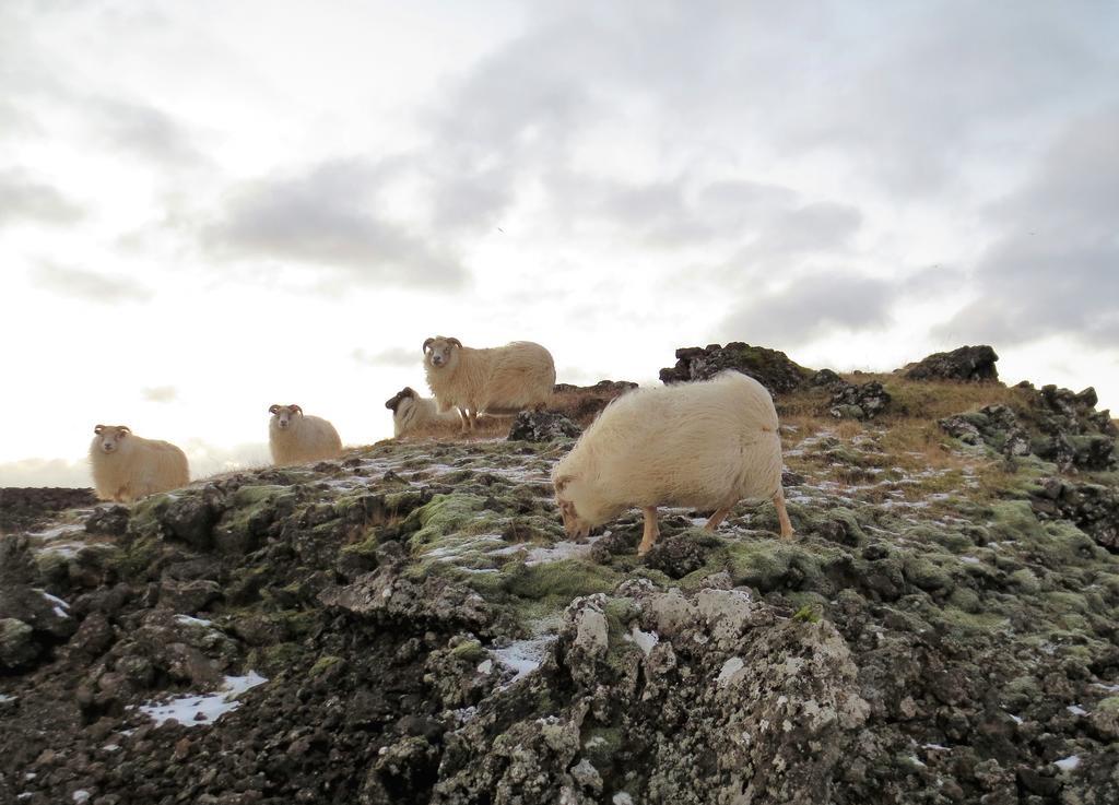 Reykjanes Guesthouse Grindavik Bagian luar foto